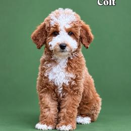 Colt Red Collar Boy - Red  male Goldendoodle puppy in Roseburg, Oregon from Dbos Furry Friends