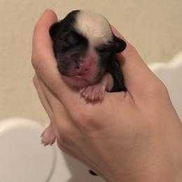 Girl 1 - Black and white female Chinese Crested puppy in Tomball, Texas from Gracieux Chinese Cresteds