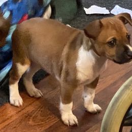 Girl 2 - Rat Terrier puppy from DHart Farm & Kennel