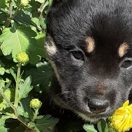 Shiba Inu from Brigitte's Pups