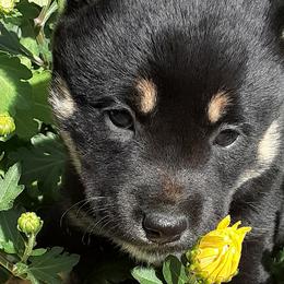 Shiba Inu from Brigitte's Pups