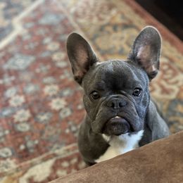 French Bulldogs from Northern Lights Kennel