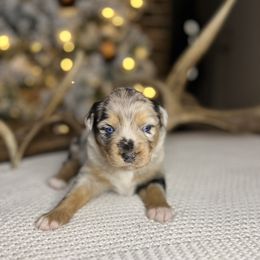 Miniature Australian Shepherd Puppies from Quartz Creek Aussies