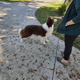 Hershey - Border Collie