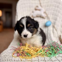 Purple Female - Black and tan female Pembroke Welsh Corgi puppy in La Porte City, Iowa from Cedar River Corgis