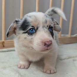 Girl 2 - Blue merle and white female American Corgi puppy in Tombstone, Arizona from WeVolution Off-Grid