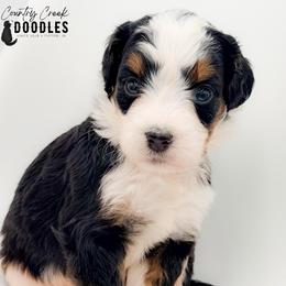 Mikaela - Tri-color female Bernedoodle puppy in Tipton, Indiana from Country Creek Doodles