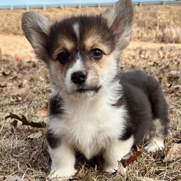 Pembroke Welsh Corgis from Deep Creeks Pembrokes