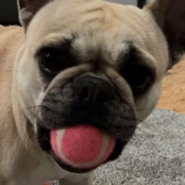 French Bulldogs from Granny B’s