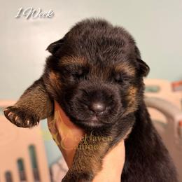 Yellow - Black and red male German Shepherd puppy in Orlando, Florida from AceHaven Canines