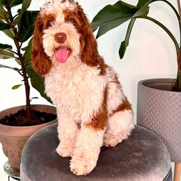 Millie - Australian Labradoodle