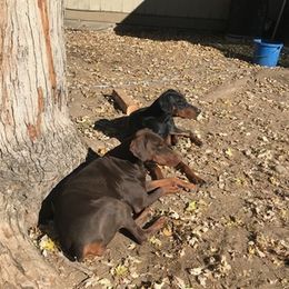 Doberman Pinschers from Davis Doberman Pinschers