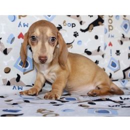 Dachshunds from Brewer’s Mini Doxies