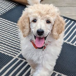 Poodles from Skyview Standards