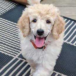 Poodles from Skyview Standards