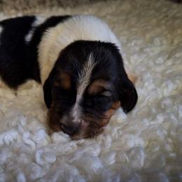 Farrah - Black brown and white female Basset Hound puppy in Mack's Creek, Missouri from Mack's Creek Basset Hounds