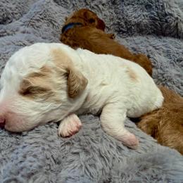 Mr. Brown - Parti male Goldendoodle puppy in Valley Center, Kansas from The Goldendoodle Gal