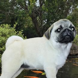 Shui - Pug