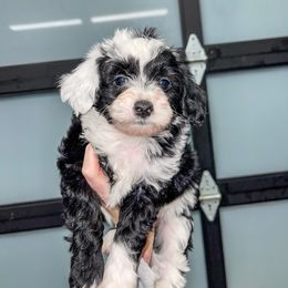 Aussiedoodle and Goldendoodle Puppies from Cosby Ranch Doodles