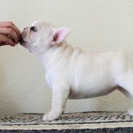 French Bulldog Puppies from Holly Womer