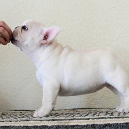 French Bulldog Puppies from Holly Womer