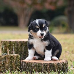 Cider - Black tri female Miniature Australian Shepherd puppy in White Oak, Texas from Triple Lake Ranch Miniature Australian Shepherds