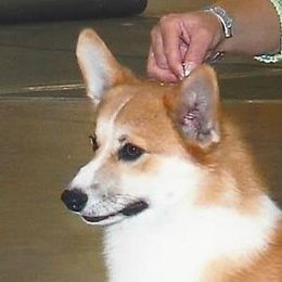 Pembroke Welsh Corgi adult dog