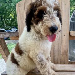 Coco - female Australian Mountain Doodle puppy in Trion, Georgia from Big Daddy Doodles