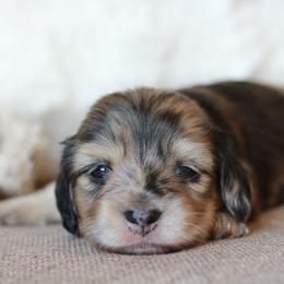 Hermione AKC 5000 - Dapple female Dachshund puppy in Krum, Texas from Tired Chef Dachshunds