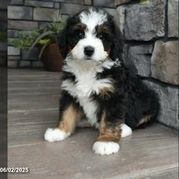 Bernedoodle, Cavapoo, and Pomsky Puppies from Cuddle Paws