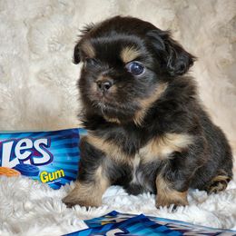 Tibetan Spaniel Puppies from Trillium Tibetan Spaniels