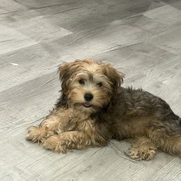 Presley - Tan male Yorkshire Terrier puppy in Collier County, Florida from Star Catcher Pups