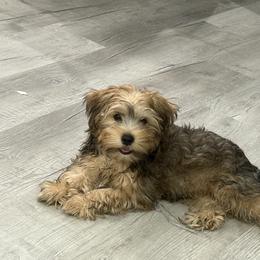 Presley - Tan male Yorkshire Terrier puppy in Collier County, Florida from Star Catcher Pups
