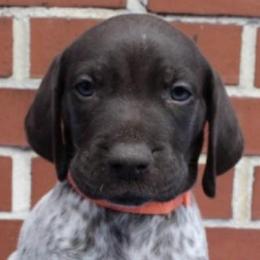 German Shorthaired Pointers from Clapboard Creek Farm