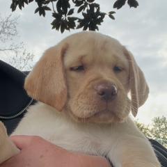 Freddy - Yellow male Labrador Retriever puppy in Norway, South Carolina from Shannon's Labrador Retrievers