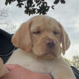 Freddy - Yellow male Labrador Retriever puppy in Norway, South Carolina from Shannon's Labrador Retrievers