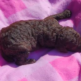 Poodle Puppies from C&K's Poodle Patch