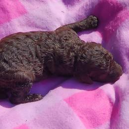 Poodle Puppies from C&K's Poodle Patch