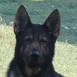 Boris - German Shepherd