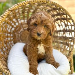Mad Hatter - Caramel red male Australian Labradoodle puppy in Palmdale, California from Pixie Doodle Paws