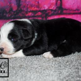Ox - Black tri male Miniature Australian Shepherd puppy in Akeley, Minnesota from Rustic Original Aussies