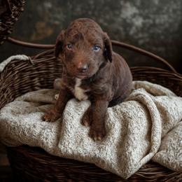 Diva -purple collar - Brown female Bernedoodle puppy in Aurora, Colorado from Simply Amazing Doodles