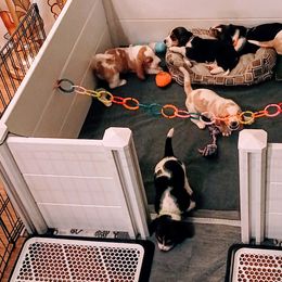 Basset Hounds from Freeman's Floppy Eared Bassets