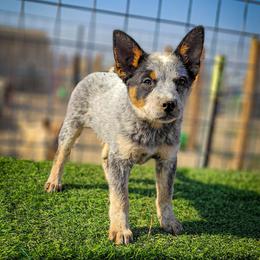 Anatolian Shepherd Dog and Australian Cattle Dog Puppies from 4D Cattle Dogs
