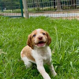 Pistol - Orange roan female Brittany puppy in Stillwater, Oklahoma from Kennel de Fowler