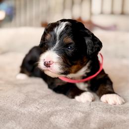 Petal - Tri-color female Bernedoodle puppy in Royse City, Texas from Platinum Bernedoodles of Texas