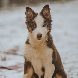 Border Collies from Southern Wind Farms