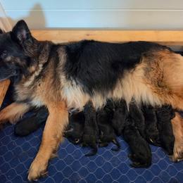 Mose - Black and red male German Shepherd puppy in Columbus, Indiana from Stony Lonesome GSD