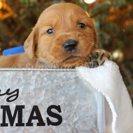 Golden Retriever Puppies from Sunshine Goldens
