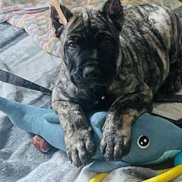 Perro de Presa Canario Puppies from Mesquite Creek Kennels